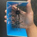 Lure bait, sea urchin float, soft bait, water gall ball, black pit, wild fishing, competitive fishing, sea bass, mandarin fish,